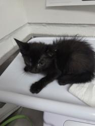 Shelter Stray Male Cat last seen Oakland, CA 94601, Oakland, CA 94601