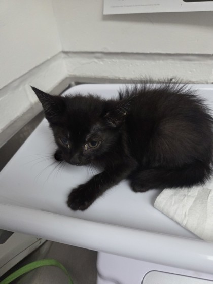 Shelter Stray Male Cat last seen Oakland, CA 94601, Oakland, CA 94601
