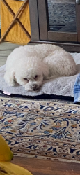 Lost Male Dog last seen Rio Wrangler & Veterans Pkwy, Reno, NV 89521