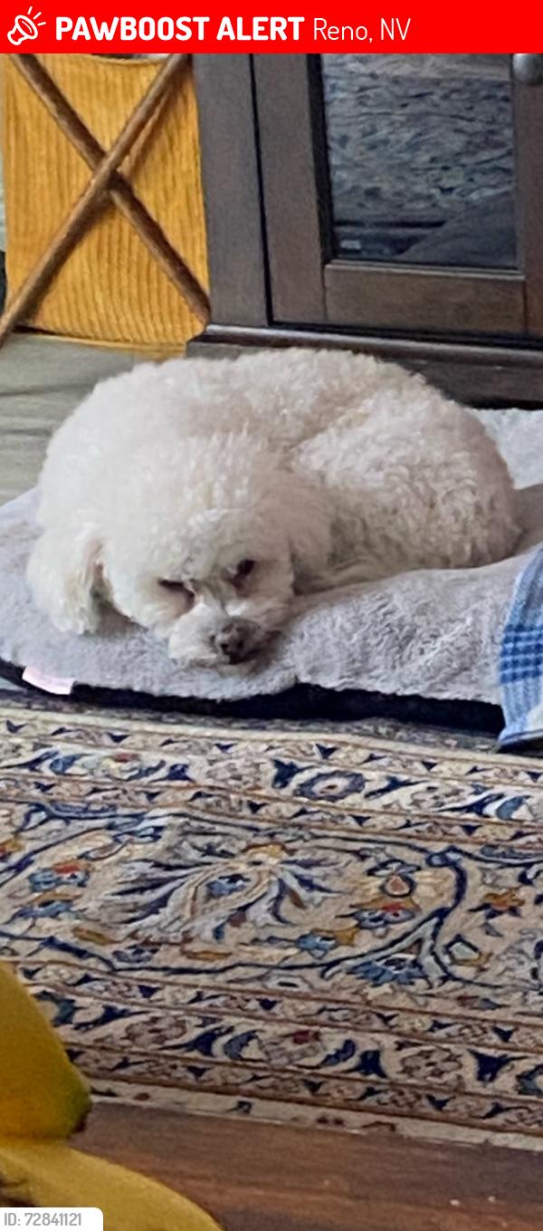 Lost Male Dog last seen Rio Wrangler & Veterans Pkwy, Reno, NV 89521
