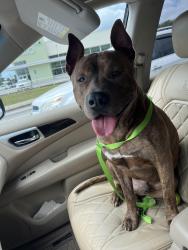 Found/Stray Male Dog last seen Pensacola Christian College, Pensacola, FL 32503