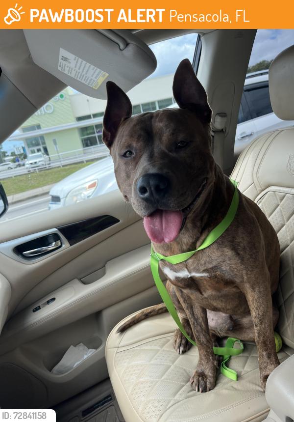 Found/Stray Male Dog last seen Pensacola Christian College, Pensacola, FL 32503