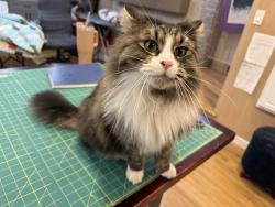 Lost Male Cat last seen Ashland & Palmwood, Boise, ID 83709
