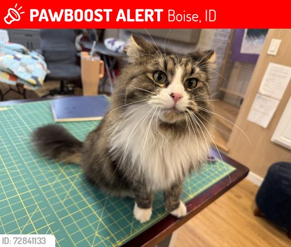 Lost Male Cat last seen Ashland & Palmwood, Boise, ID 83709