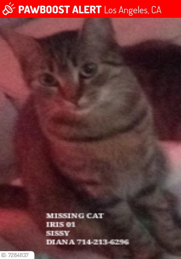 Lost Male Cat last seen Lankershim and tuxford, Los Angeles, CA 91605