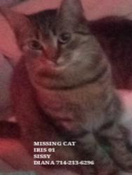 Lost Male Cat last seen Lankershim and tuxford, Los Angeles, CA 91605