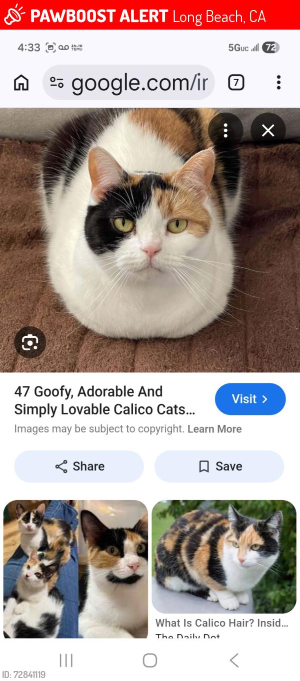 Lost Female Cat last seen Linden and pleasant, Delano sheer park, Long Beach, CA 90805