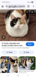 Lost Female Cat last seen Linden and pleasant, Delano sheer park, Long Beach, CA 90805
