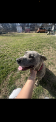 Lost Female Dog last seen azle northside , Fort Worth, TX 76114