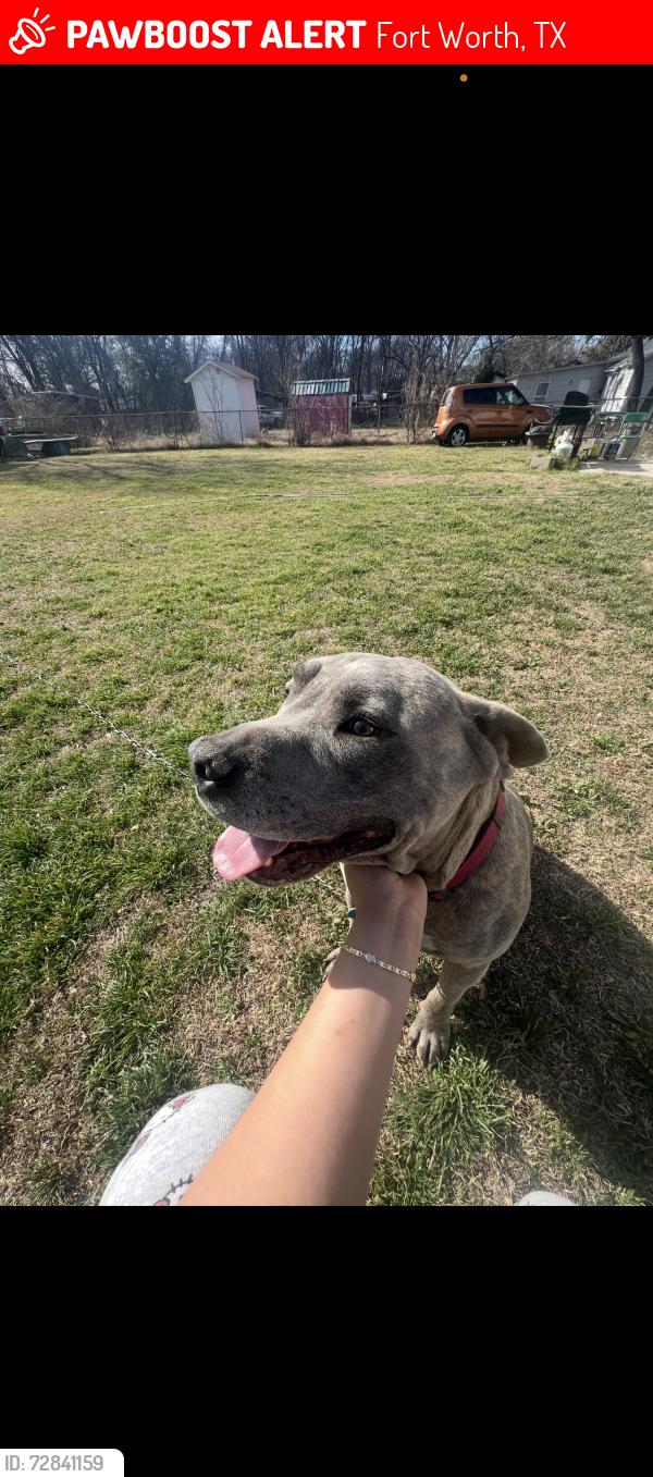 Lost Female Dog last seen azle northside , Fort Worth, TX 76114