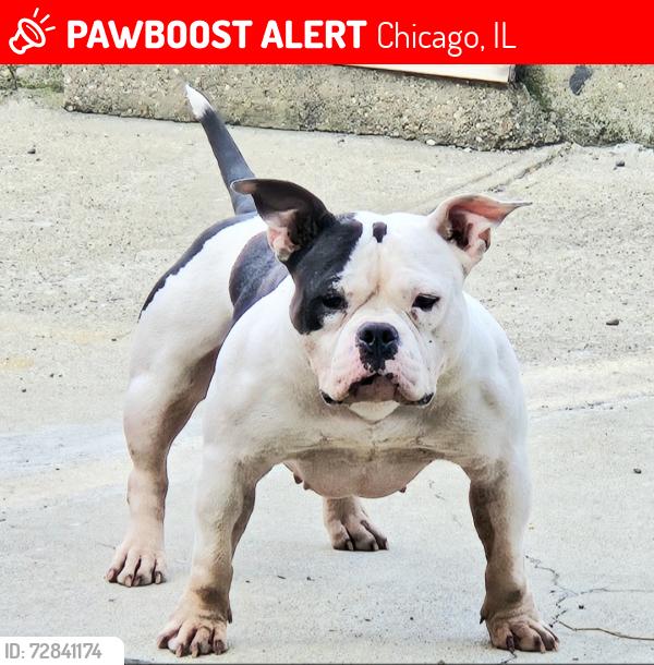 Lost Female Dog last seen Armitage, Chicago, IL 60639