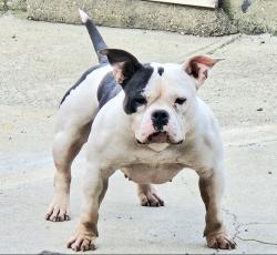 Lost Female Dog last seen Armitage, Chicago, IL 60639