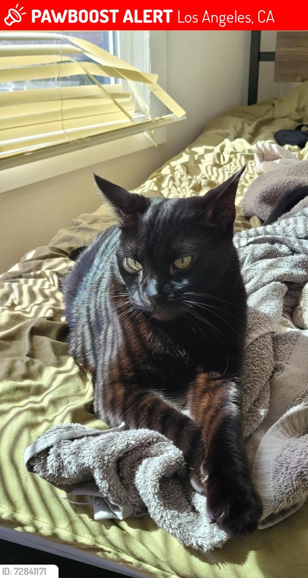 Lost Male Cat last seen Near Exposition Blvd, Los Angeles, CA 90007 fence right next to rose garden, Los Angeles, CA 90007