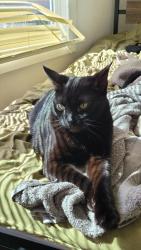 Lost Male Cat last seen Near Exposition Blvd, Los Angeles, CA 90007 fence right next to rose garden, Los Angeles, CA 90007