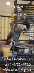Lost Male Bird last seen Near elibren lane, Matthews, NC 28105