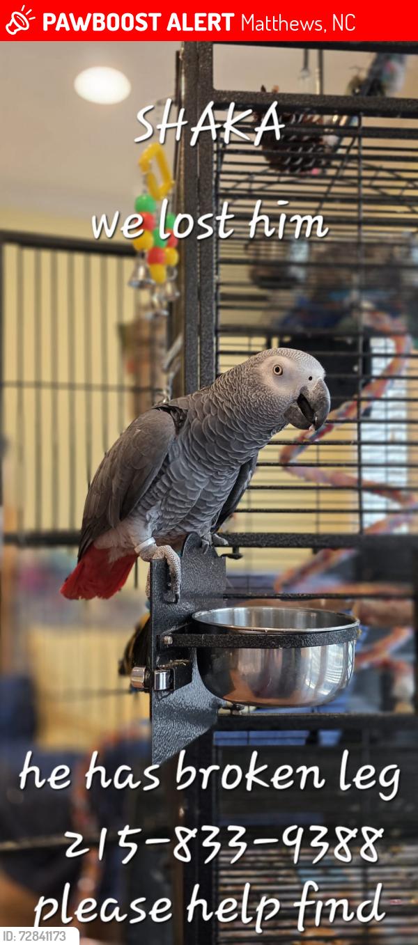 Lost Male Bird last seen Near elibren lane, Matthews, NC 28105