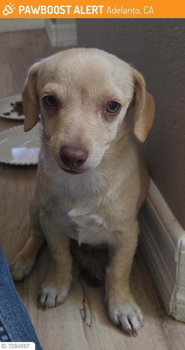 Found/Stray Female Dog last seen Wilson Ave. & Sun Valley , Adelanto, CA 92301