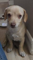 Found/Stray Female Dog last seen Wilson Ave. & Sun Valley , Adelanto, CA 92301