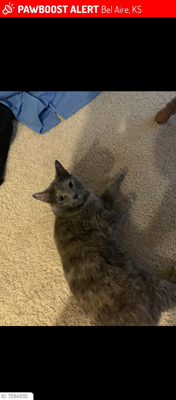 Lost Female Cat last seen 53rd & Toben ct , Bel Aire, KS 67226