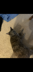 Lost Female Cat last seen 53rd & Toben ct , Bel Aire, KS 67226