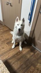 Found/Stray Male Dog last seen Near bufflehead ln, Leander, TX 78641