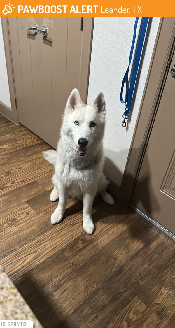 Found/Stray Male Dog last seen Near bufflehead ln, Leander, TX 78641