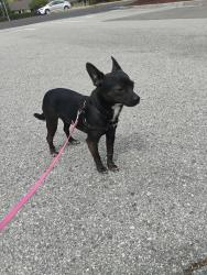 Found/Stray Male Dog last seen Unknown , Los Gatos, CA 95032