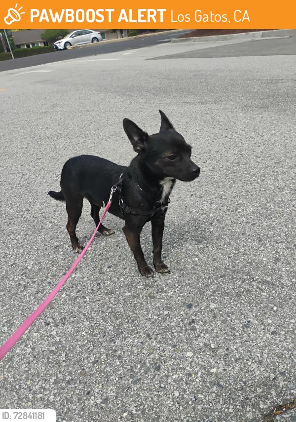 Found/Stray Male Dog last seen Unknown, Los Gatos, CA 95032