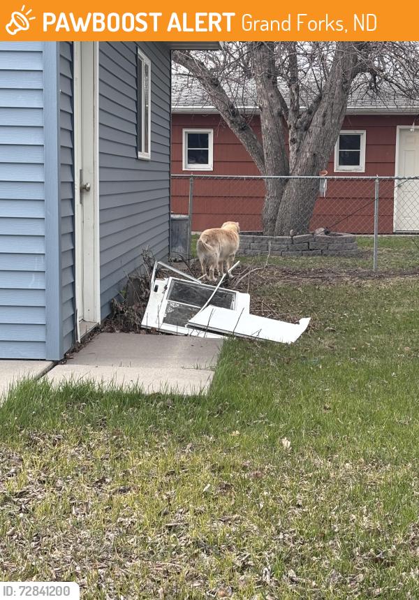 Found/Stray Unknown Dog last seen n 20th street, Grand Forks, ND 58203