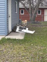 Found/Stray Unknown Dog last seen n 20th street, Grand Forks, ND 58203