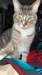 Lost Male Cat last seen  , Eugene, OR 97401