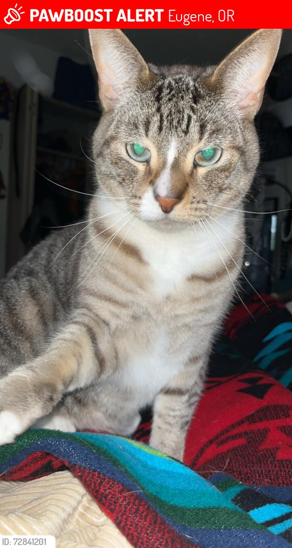 Lost Male Cat last seen , Eugene, OR 97401
