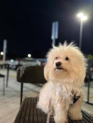 Reunited Female Dog last seen Derby street Daly city, Daly City, CA 94015