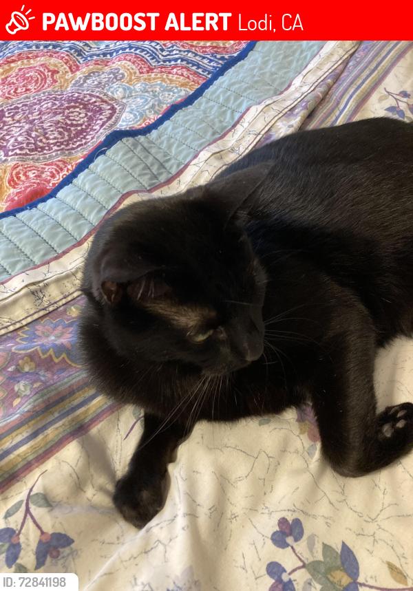 Lost Female Cat last seen Conifier and Alder Glen Dr., Lodi, CA 95242