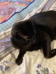 Lost Female Cat last seen Conifier and Alder Glen Dr., Lodi, CA 95242