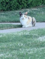 Found/Stray Unknown Cat last seen Neighborhood behind Target, Broken Arrow, OK 74012
