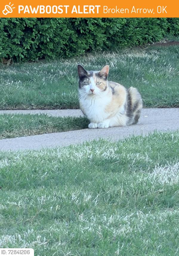 Found/Stray Unknown Cat last seen Neighborhood behind Target, Broken Arrow, OK 74012