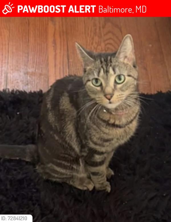 Lost Female Cat last seen Hazelwood Avenue , Baltimore, MD 21206
