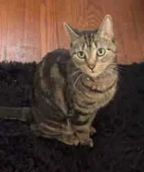 Lost Female Cat last seen Hazelwood Avenue , Baltimore, MD 21206