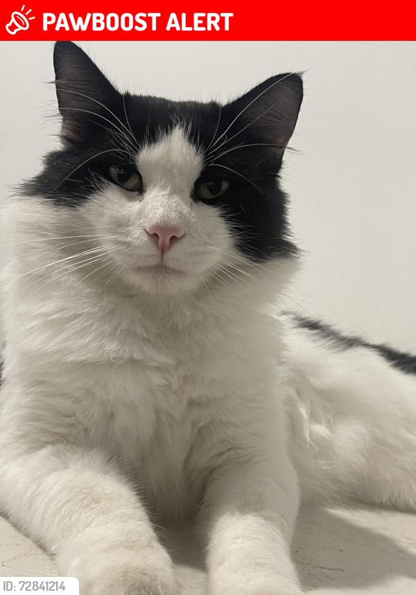 Lost Male Cat last seen Northumberland ave, Alexander Heights, WA 6064