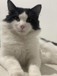 Lost Male Cat last seen Northumberland ave, Alexander Heights, WA 6064