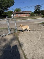 Found/Stray Unknown Dog last seen Monaco , Dallas, TX 75227