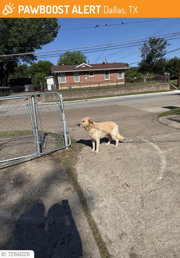 Found/Stray Unknown Dog last seen Monaco , Dallas, TX 75227