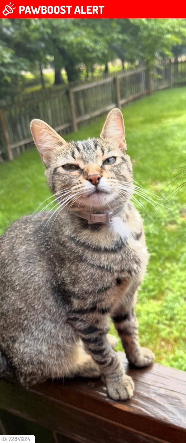 Lost Female Cat last seen N River rd , Rockvale Township, IL 61061