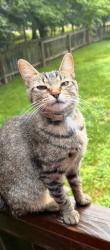 Lost Female Cat last seen N River rd , Rockvale Township, IL 61061