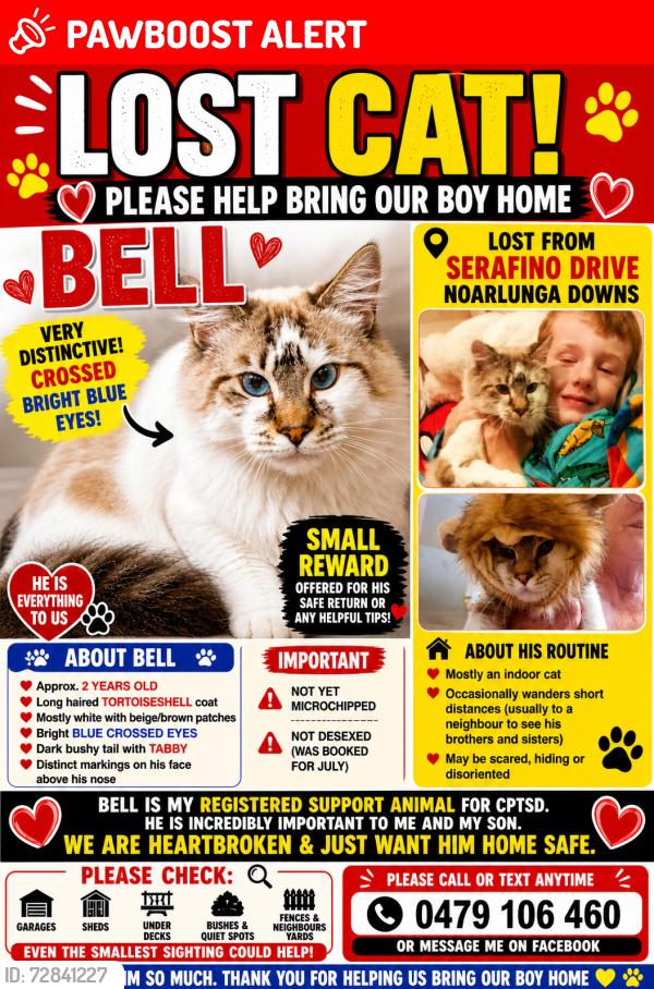 Lost Male Cat last seen Serafino drive, Noarlunga Downs, SA 5168