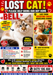 Lost Male Cat last seen Serafino drive, Noarlunga Downs, SA 5168