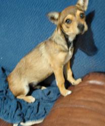 Found/Stray Male Dog last seen Oildale dr, Bakersfield, CA 93308