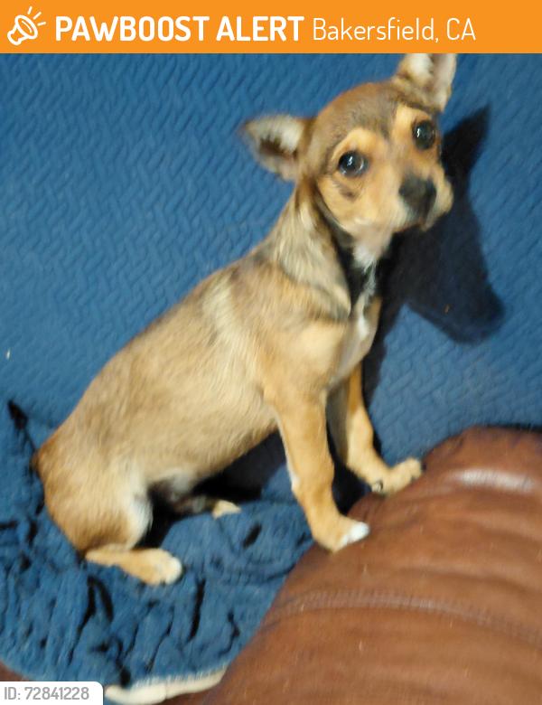 Found/Stray Male Dog last seen Oildale dr, Bakersfield, CA 93308