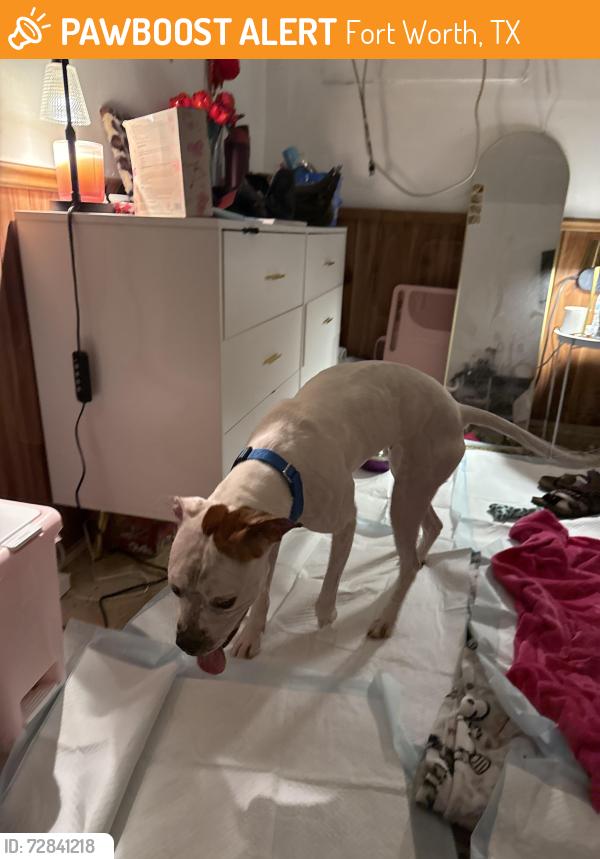 Found/Stray Female Dog last seen Rigmar mall, Fort Worth, TX 76116